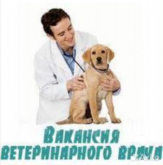 Ассистент ветеринарного врача