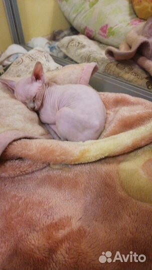 Кошки