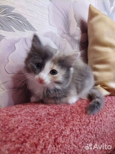 Отдам котёнка в добрые руки