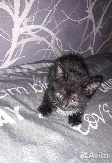 Котята 1,5 месяца