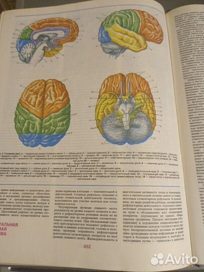 Медицина. Домашняя медицинская энциклопедия