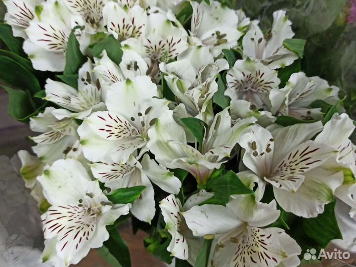 Альстромерия цвета микс