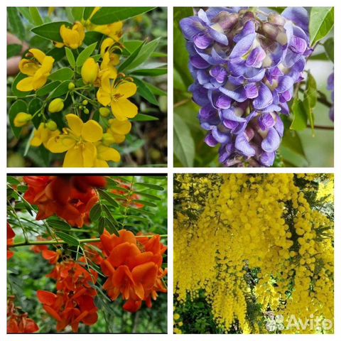 Саженцы Мимоза,кассия,сесбания,кампсис,глициния