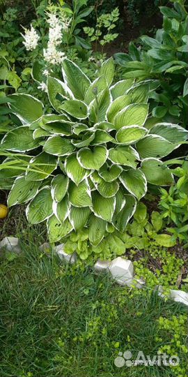 Хосты разные