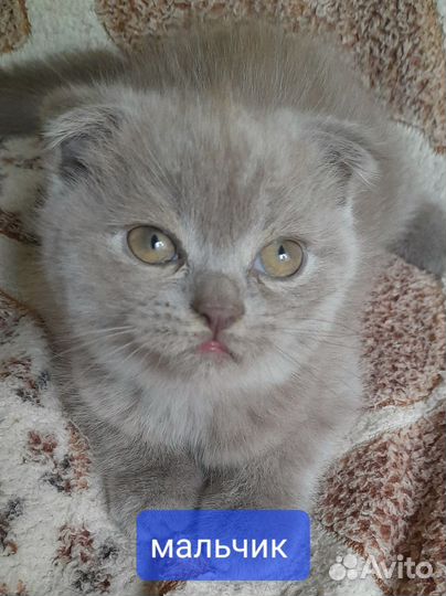 Шотладские котята