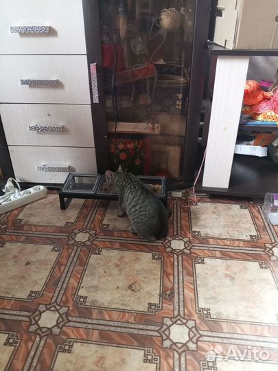 Потерялся котёнок, 5 месяцев