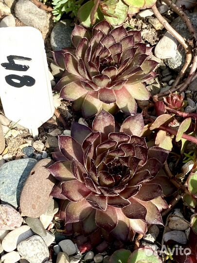 Молодило сортовые часть 3