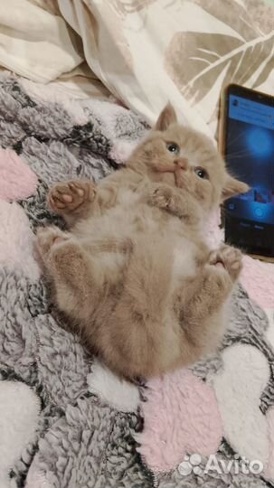Британские котята