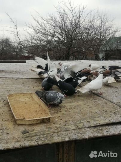 Продажа голубей