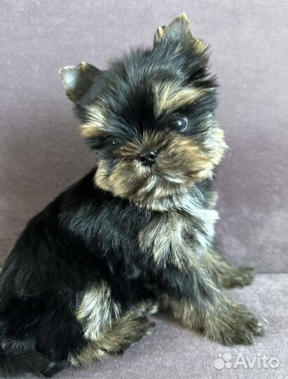 Монопородный питомник 