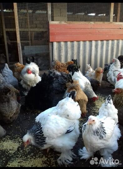Цыплята брама подрощенные