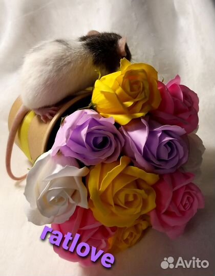 Крысята дамбо от ratlove