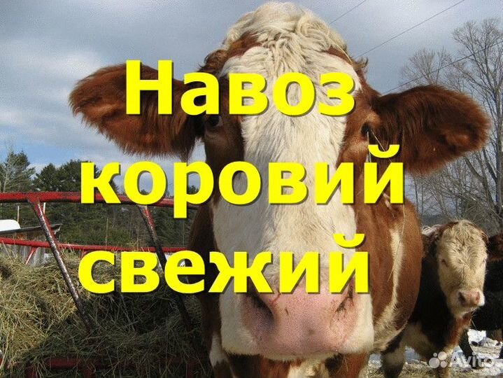 Навоз коровий