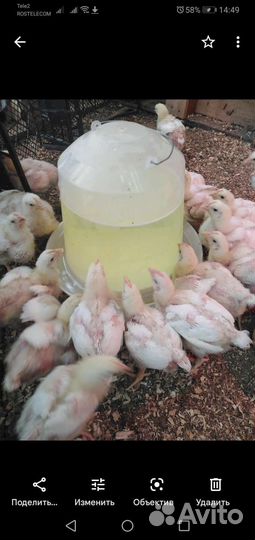 Цыплята бройлер Импорт