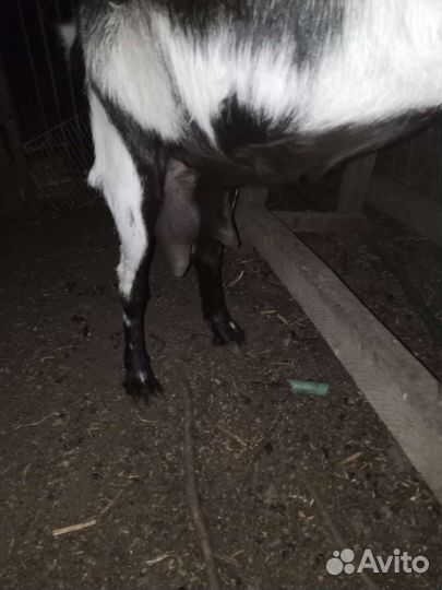 Зааненская коза