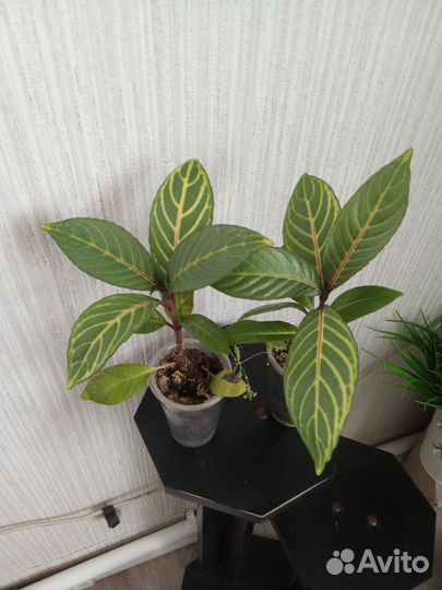 Кроссандра