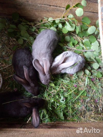 Продам 2 мес