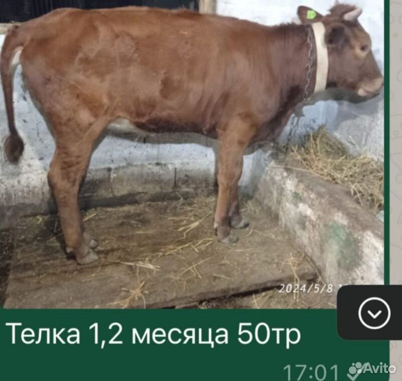 Бычек телки