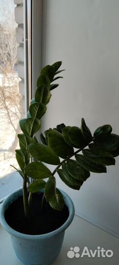 Замиокулькас