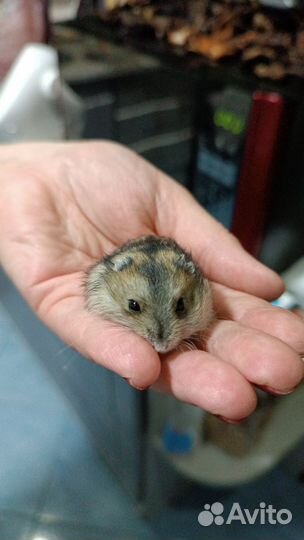 Хомяки,джунгарики