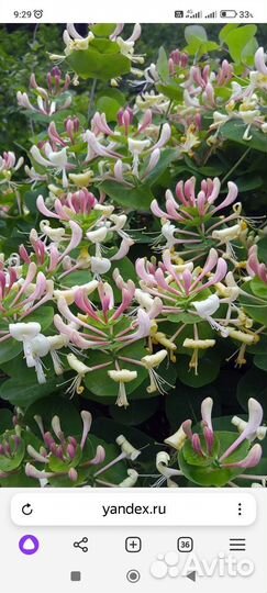 Саженцы жимолости Каприфоль, гортензии Анабель