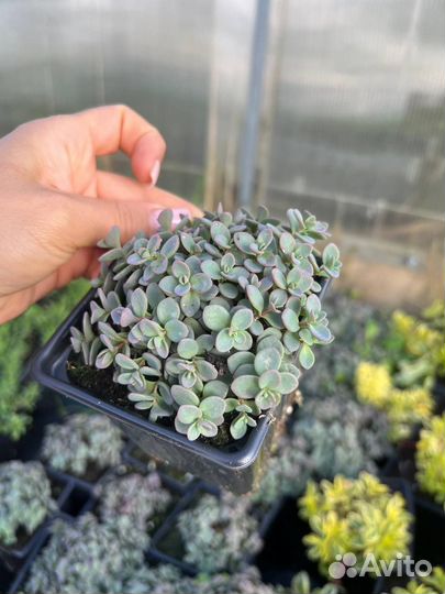 Очиток Сахалин