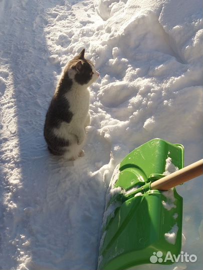 Котята супер