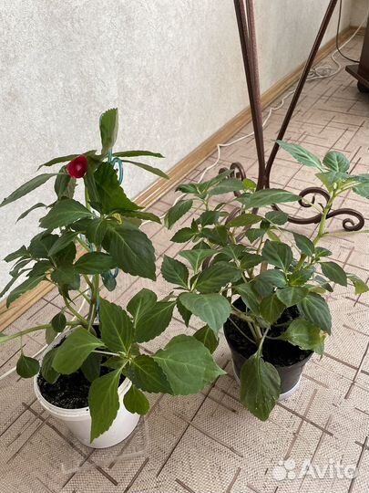 Бальзамин ванька мокрый