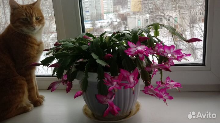 Комнатные растения