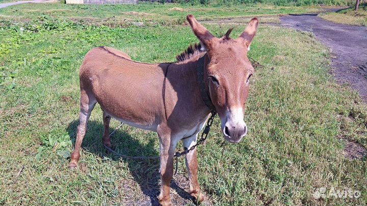 Ищю ослика яшу