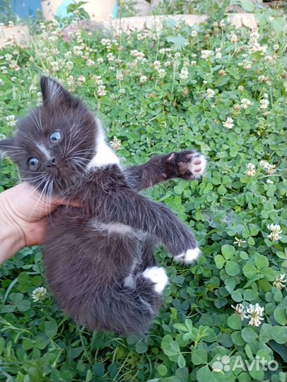 Котик в добрые руки