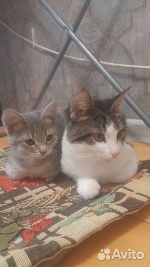 Котята в дар