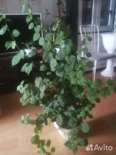 Бугенвиллия белая