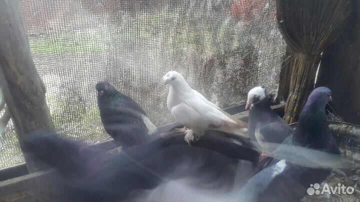 Голубь разных пород