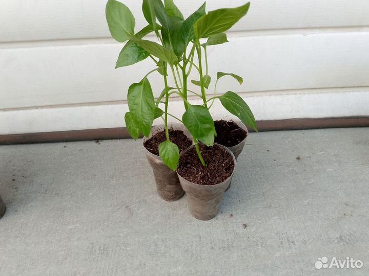 Рассада помидор огурцов перцев