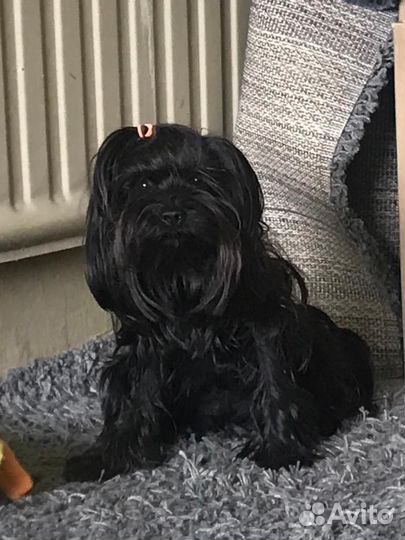 Черные йорки