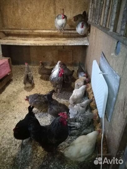 Куры несушки и молодки
