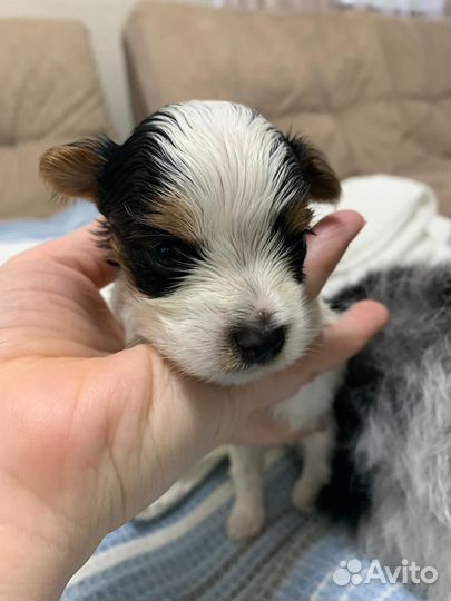 Щенок бивер йорка мини