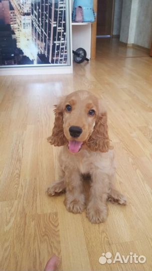 Вязка английский кокер спаниель кобель