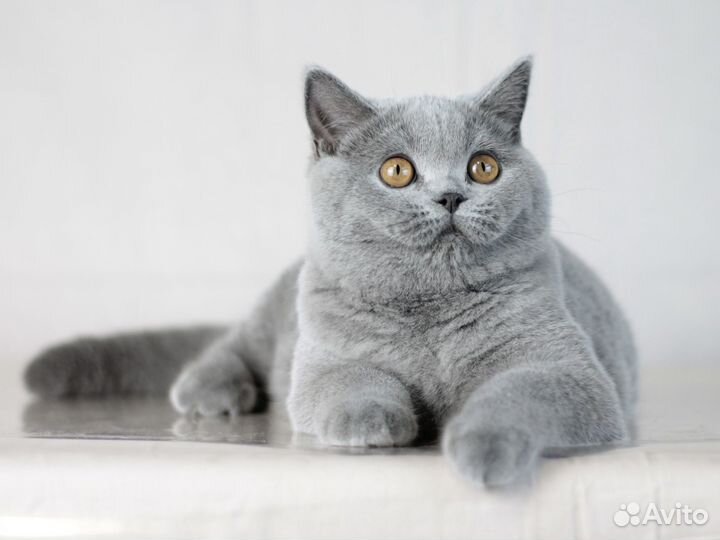 Британские котята