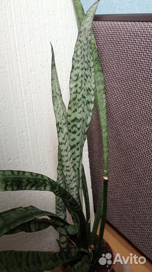 Сансевиерия, сингониум