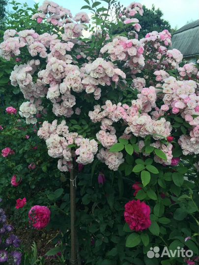 Роза на штамбе