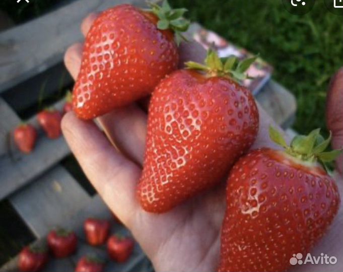 Рассада клубники