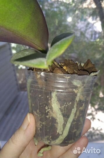 Орхидея фаленопсис