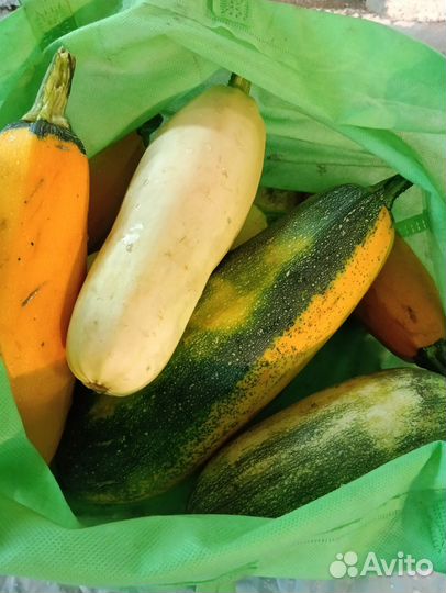 Кабачки домашние