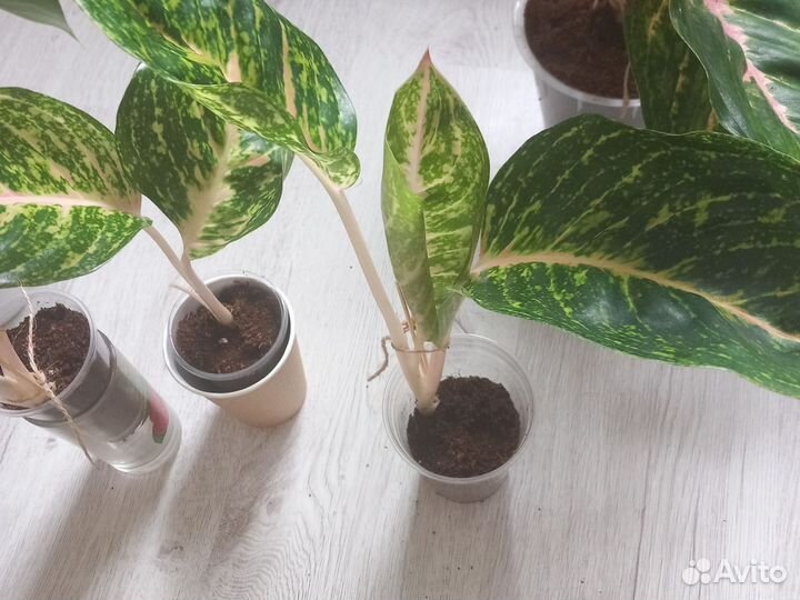 Аглаонема Спринг ред,Батерфляй