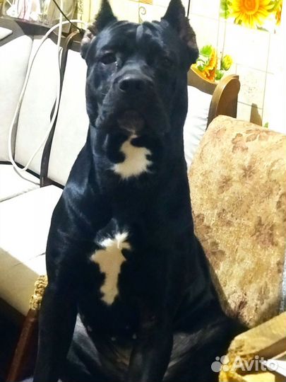 Щенки кане корсо