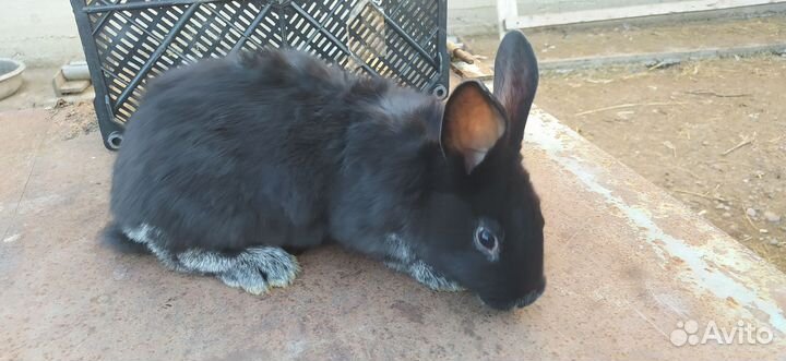 Кролики Полтавское серебро