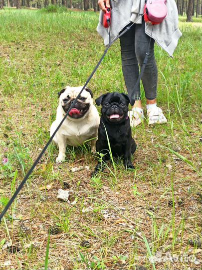 Щенки мопса