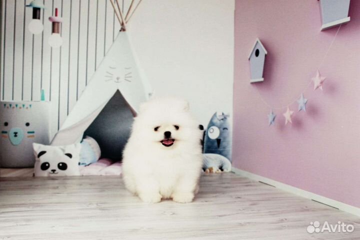 Померанский шпиц медвежьего типа